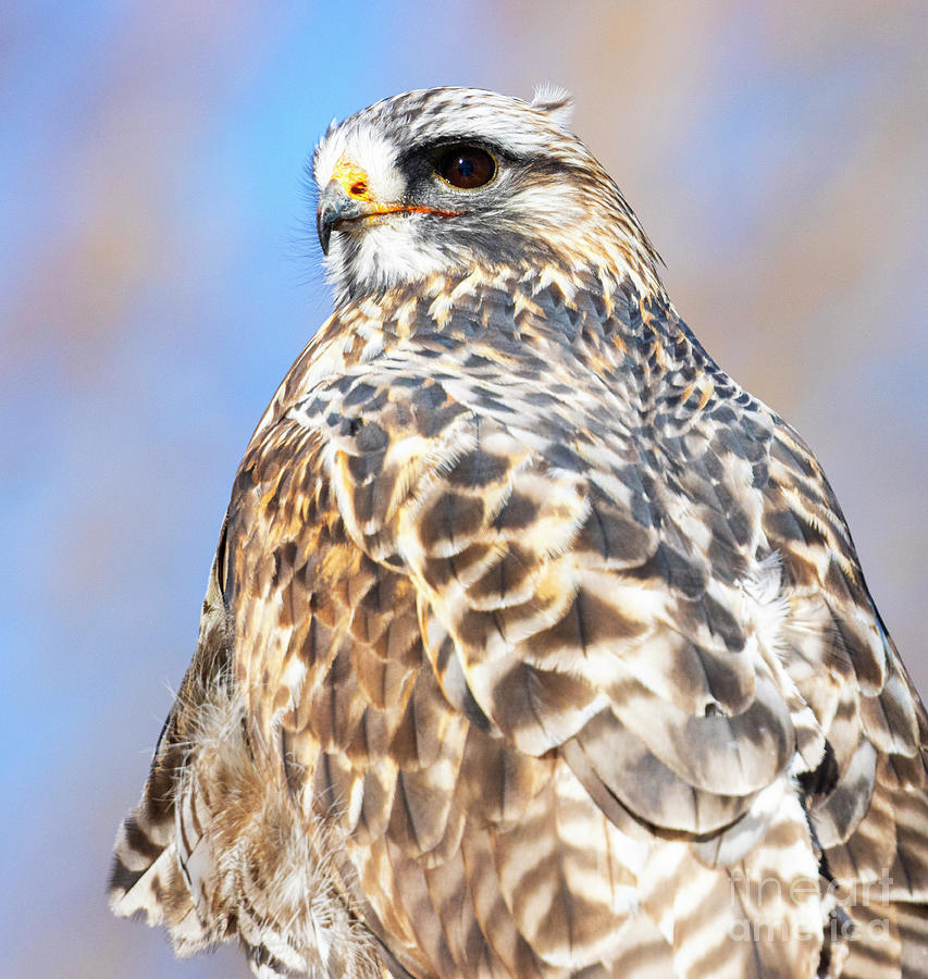 Rough Legged Hawk Portrait Photograph by Steven Krull
