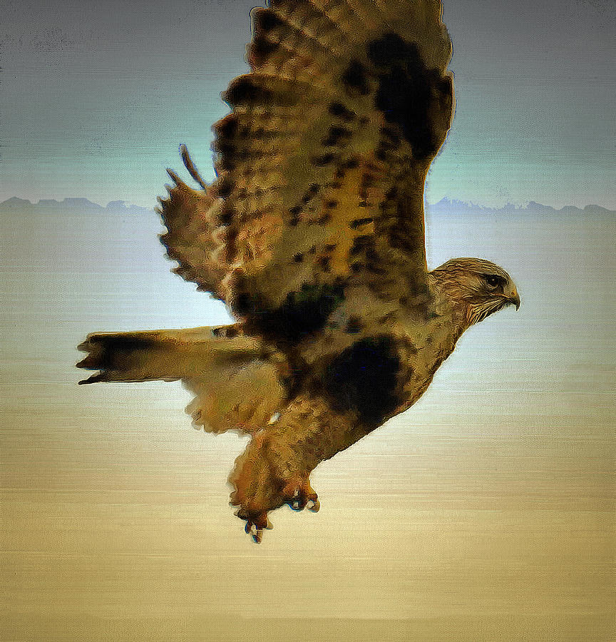Rough Legged Hawk Digital Art by Robert Bissett