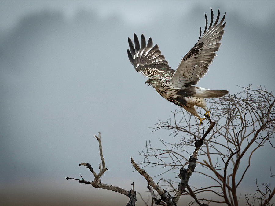 Rough-legged Hawk Take Off Horizontal Photograph