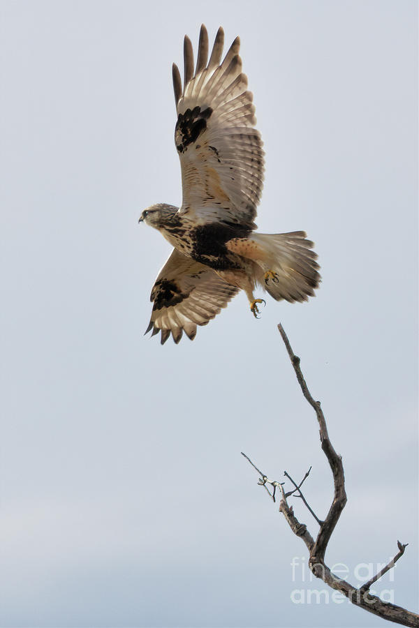 Rough legged Hawk Takeoff Photograph by Natural Focal Point Photography