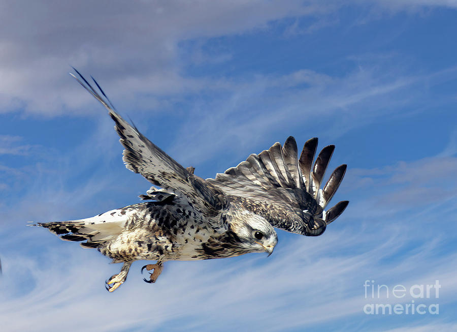 Rough Legged Hawk Taking Flight Photograph by Steven Krull