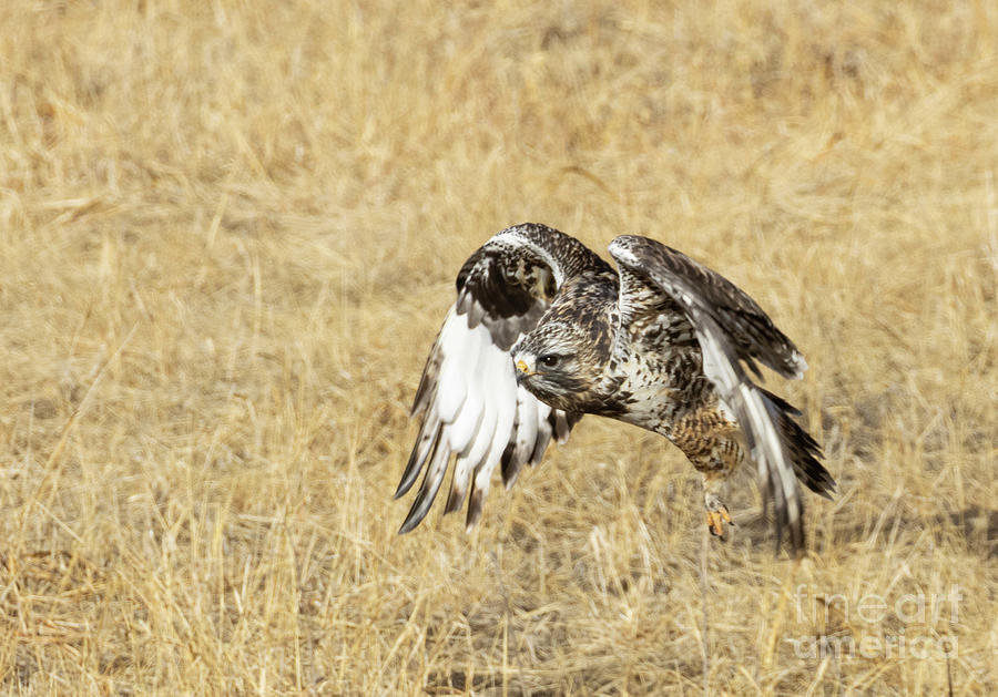 Rough Legged Hawk Taking Off Photograph by Steven Krull