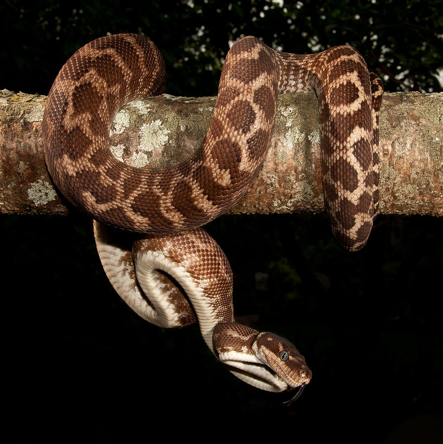 Rough-scaled Python Photograph by Henry Cook