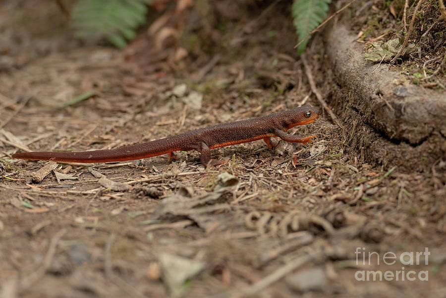 Rough-skinned Newt Approaches Obstacles Photograph by Nancy Gleason