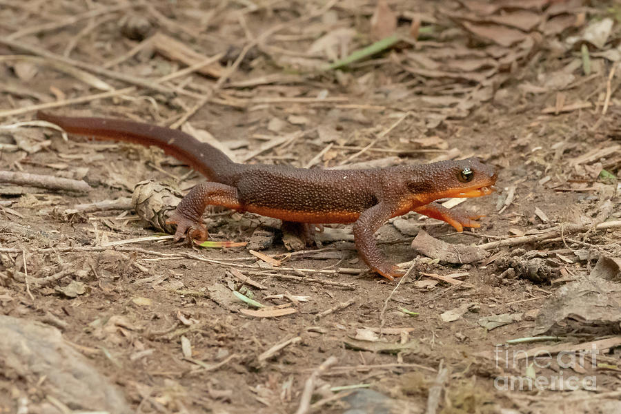 Rough-skinned Newt Heads for Cover Photograph by Nancy Gleason