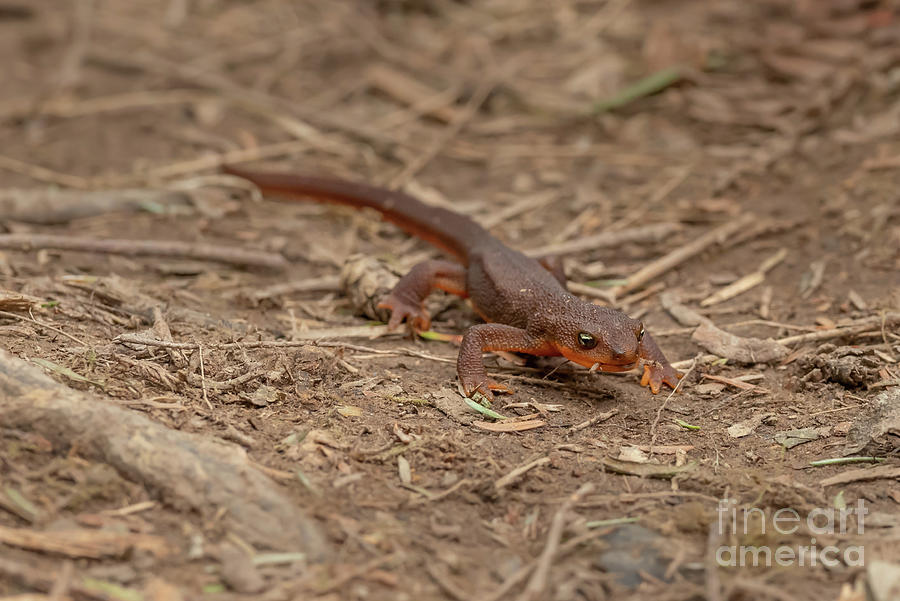Rough-skinned Newt Traverses Forest Floor Photograph by Nancy Gleason