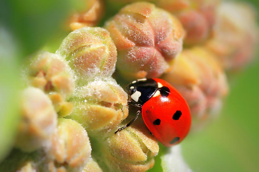 Ladybug Photograph - Rough Terrain by Donna Kennedy