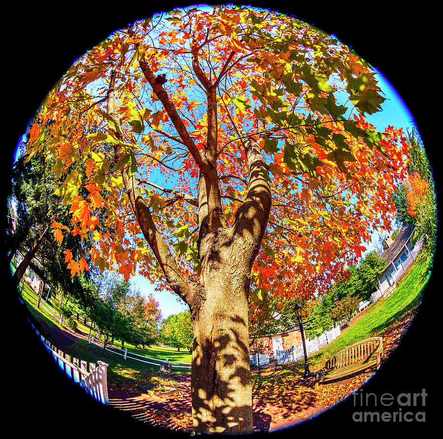 Round Autumn Tree at East Jersey Olde Towne Village Photograph by John Rizzuto