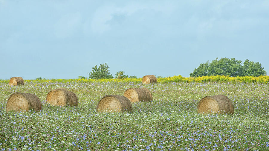 Round Bales In the Field  Photograph by CR Courson