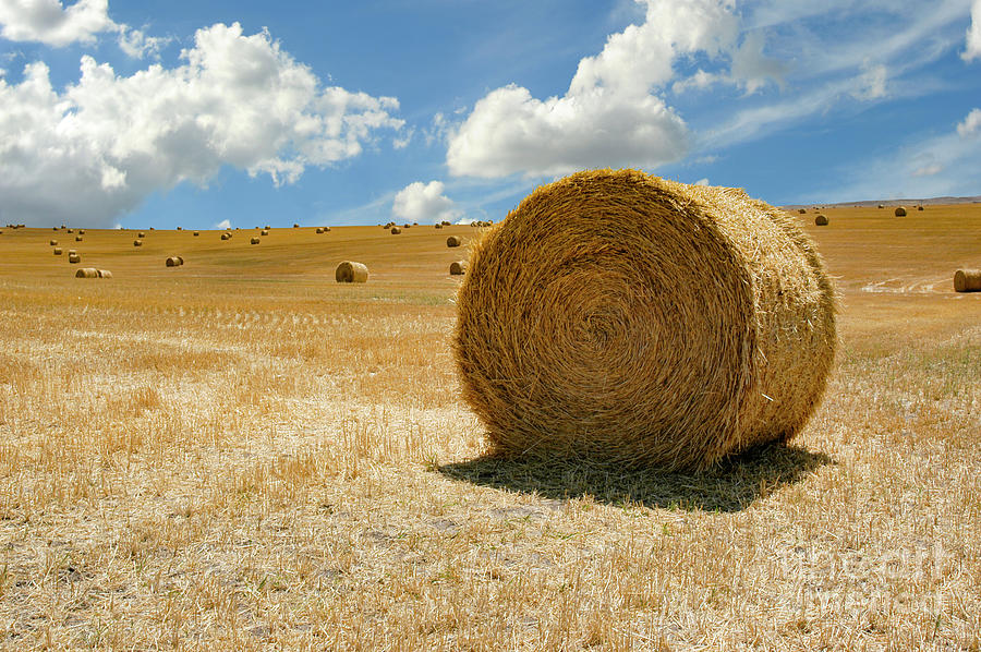 Round bales of hay spread over a field and ready to be collected as feed. Photograph by Gunther Allen