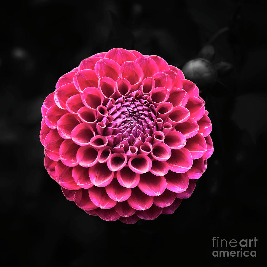 Round Dahlia Photograph by Ant Smith