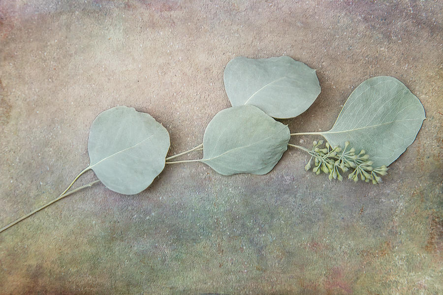 Round Eucalyptus Leaves Digital Art by Terry Davis