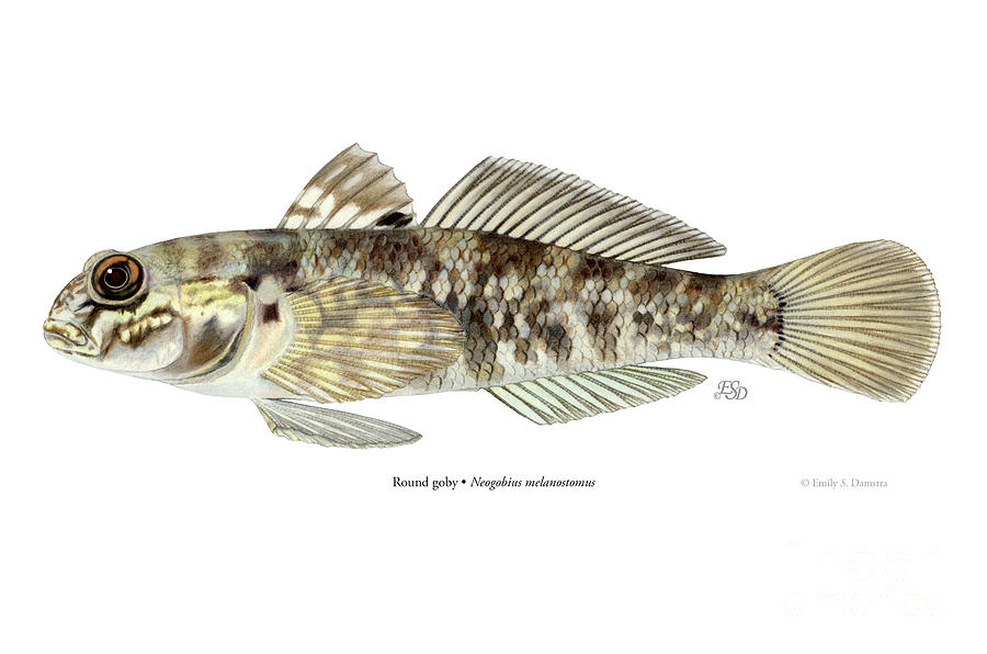 Round goby Drawing by Emily Damstra - Fine Art America