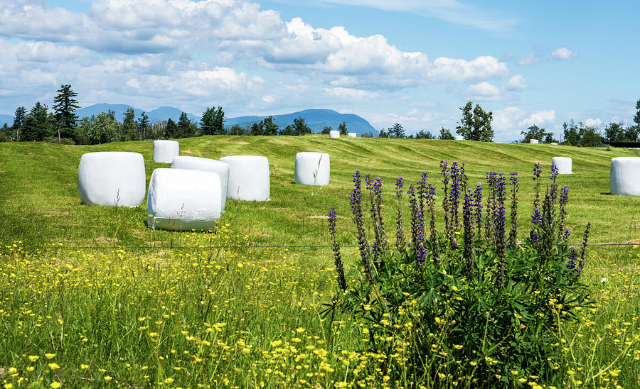 Round Hay Bales and Lupine Photograph by Tom Cochran