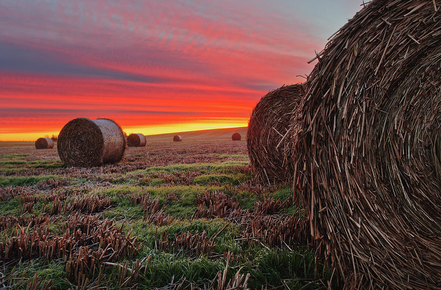 Round Hay Bales at Dawn Photograph by Dan Jurak