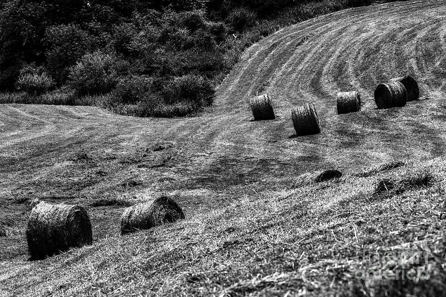 Round Hay Bales In Black And White Photograph