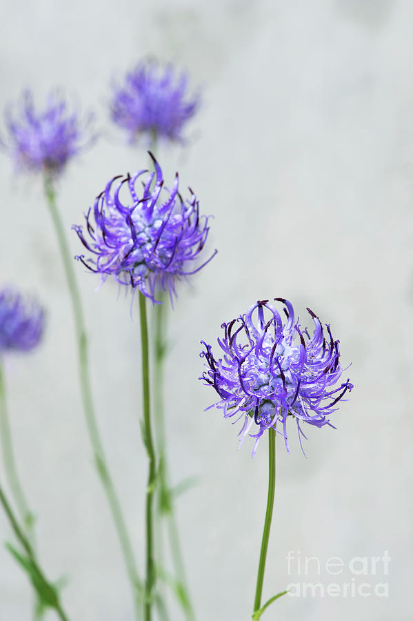 Round Headed Rampion Flowers Photograph by Tim Gainey