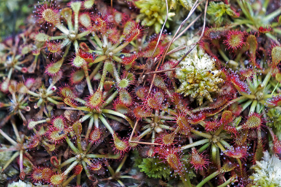 Round-leaved sundew, carnivorous plant Photograph by Wagner Campelo