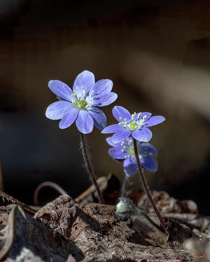 Round-lobed Hepatica DFL1119 Photograph by Gerry Gantt