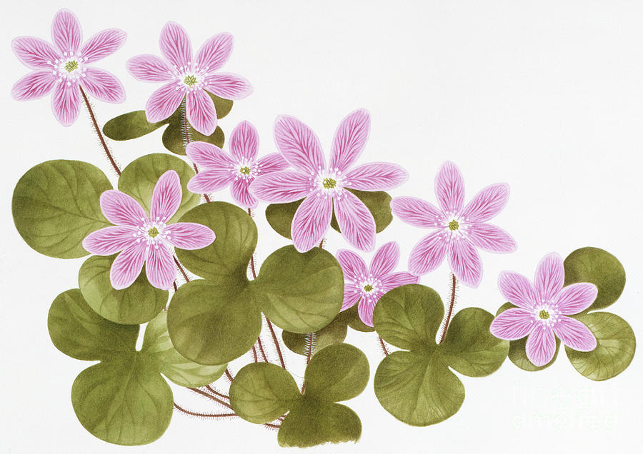 Round-lobed Hepatica - Wildflowers Of The 50 States Painting by Kristin Rosenberg
