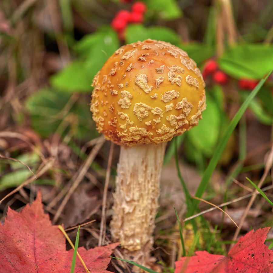 Mushroom Photograph - Round Mushroom by Paul Freidlund