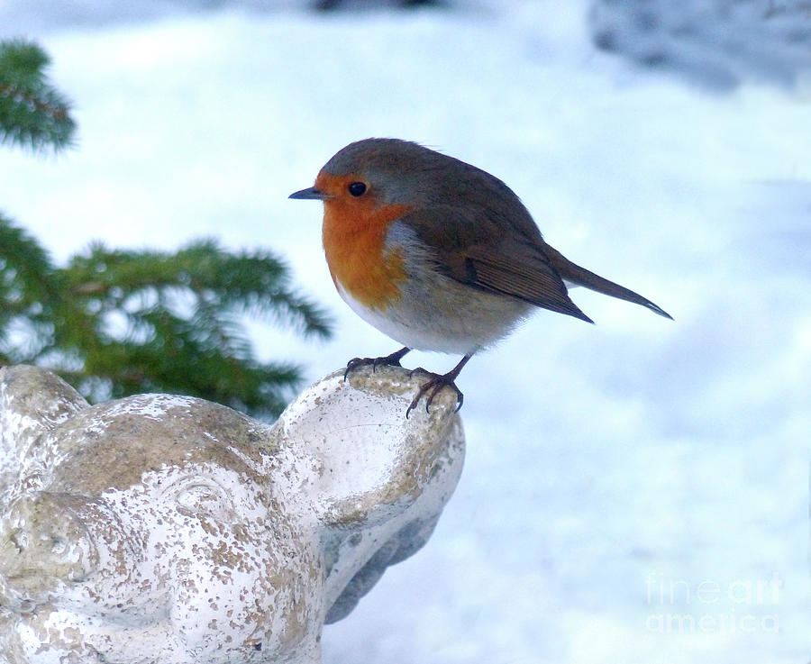 Round Robin in Winter Photograph by Phil Banks