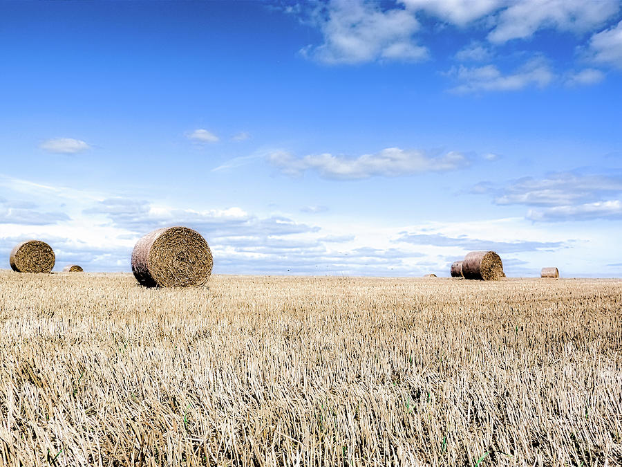 Round straw bales Photograph by Christopher Maxum