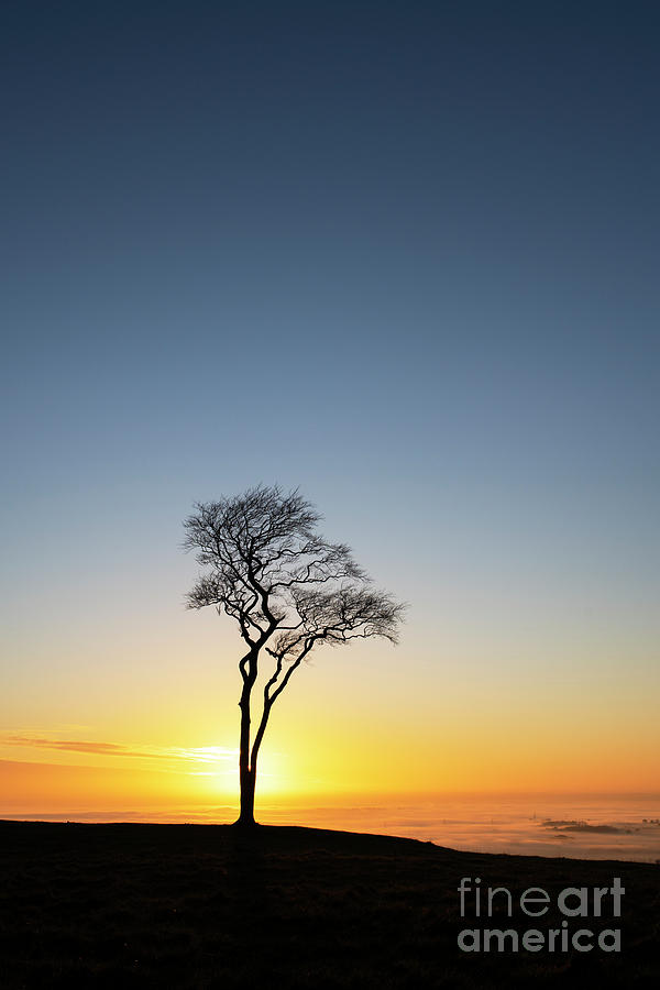 Roundway Hill Beech Tree at Sunset Photograph by Tim Gainey