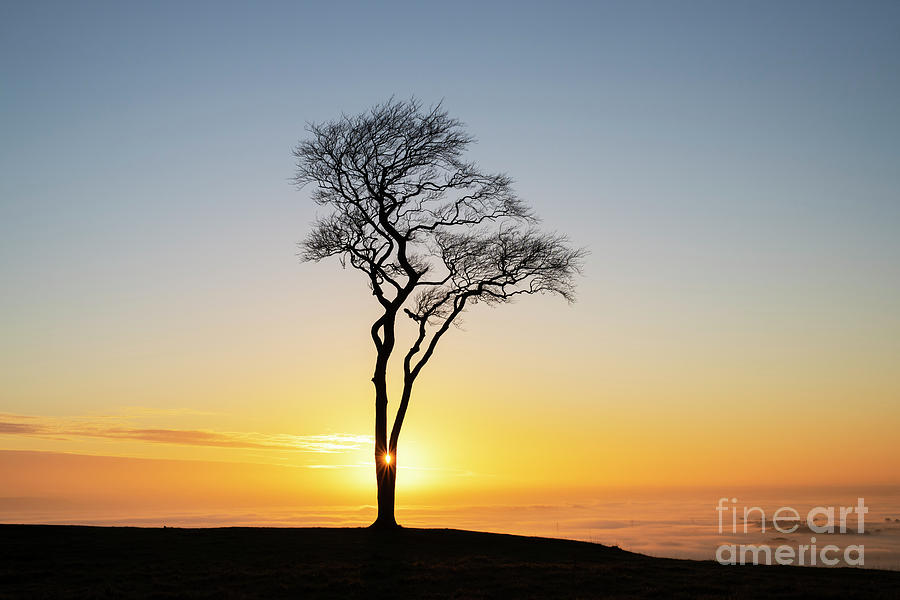 Sunset Photograph - Roundway Hill Beech Tree at Sunset Wiltshire by Tim Gainey