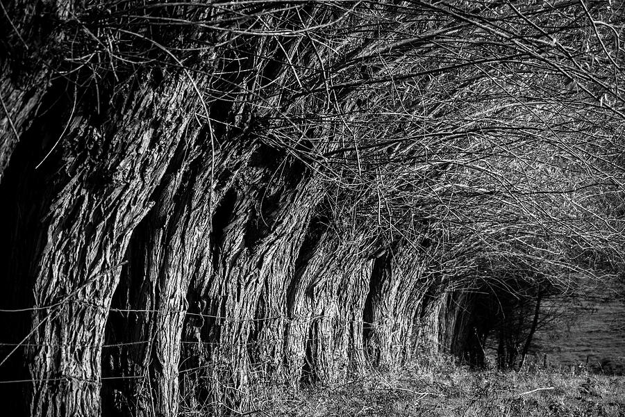 Row of Ancient Coppiced Willows Photograph by Imladris Images Fine