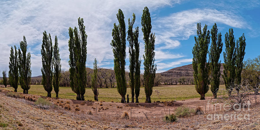Row of Black Poplar Cottonwoods in Picacho New Mexico Billy the Kid Trail Lincoln County Photograph by Silvio Ligutti