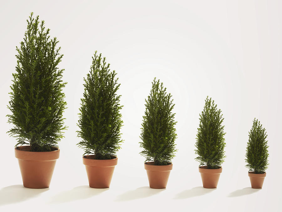Row of conifer trees growing in size Photograph by Flashpop