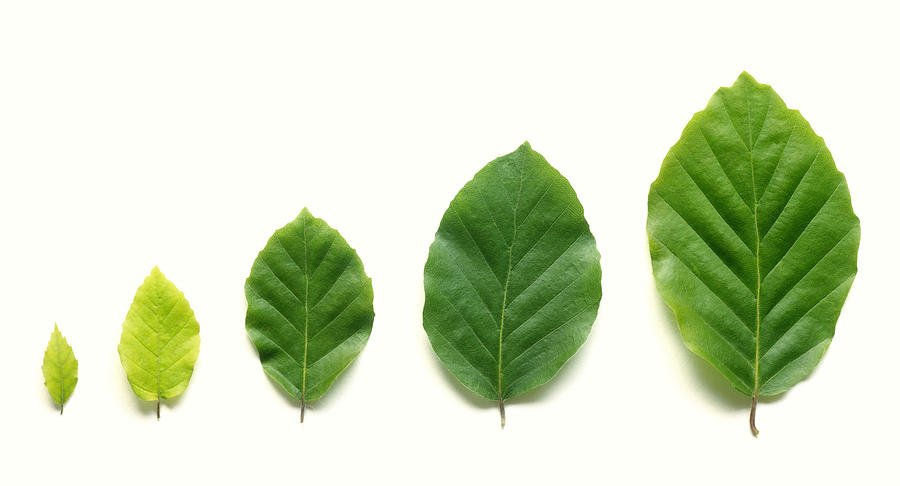Row of five beech leaves in increasing size. Photograph by Rosemary Calvert Row of five beech leaves in increasing size. Photograph by Rosemary Calvert