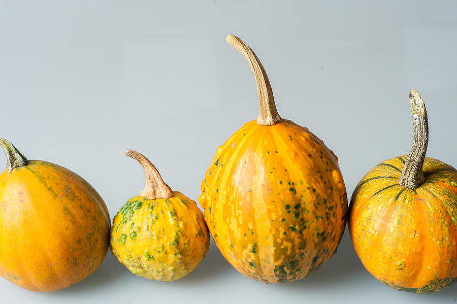 Row of four various organic gourds of decorative pumpkins Photograph by Yashabaker