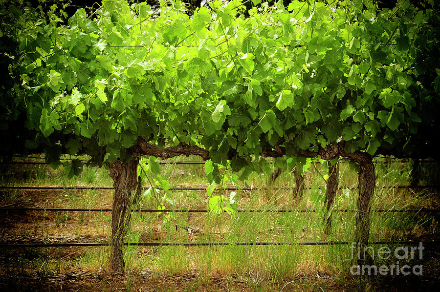 Row of grape vines dramatic close up. Photograph by Milleflore Images