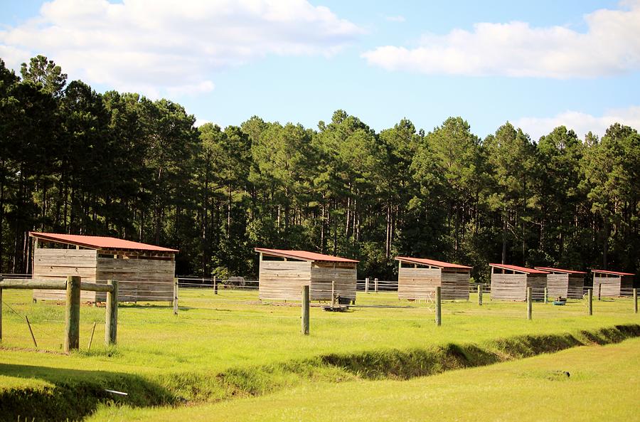 Row Of Horse Sheds Photograph by Cynthia Guinn