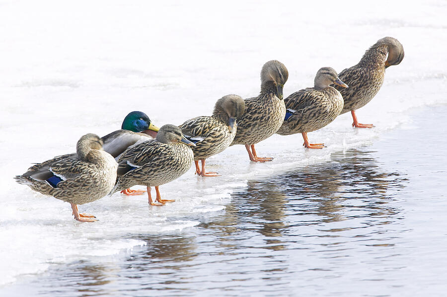 Row of Mallard ducks (Anas Platyrhnchos) standing on ice Photograph by Roine Magnusson