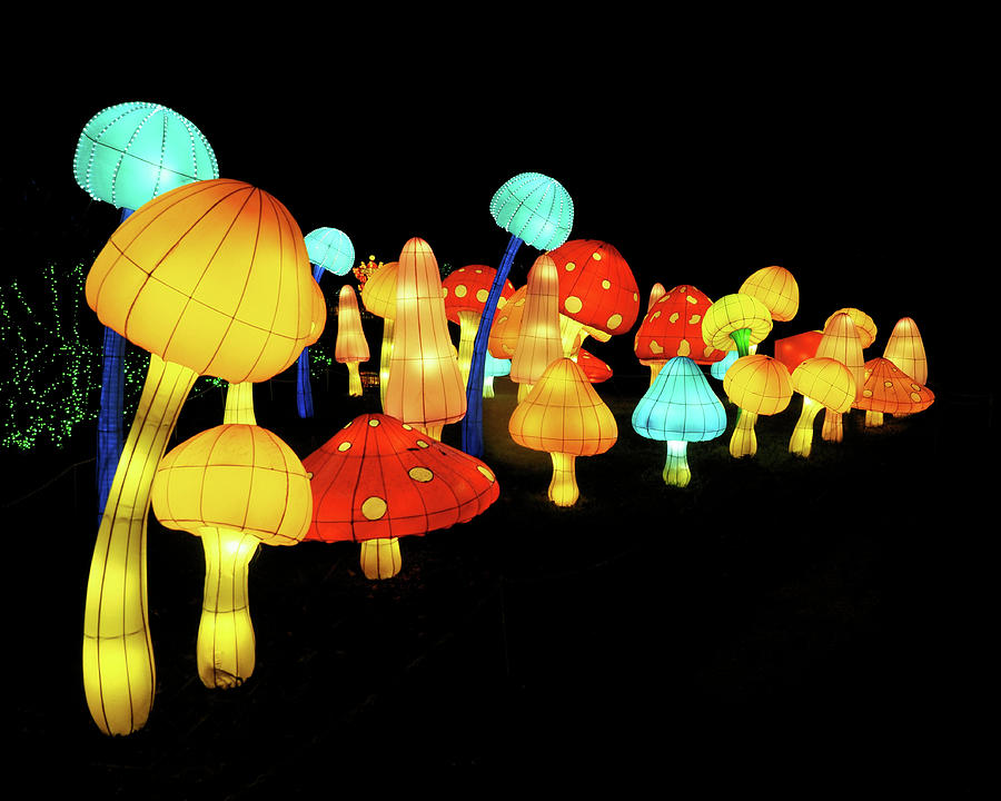 Row of Mushrooms Photograph by Scott Olsen
