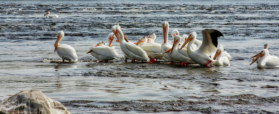 Row of pelicans, Ontario Photograph by Tatiana Travelways