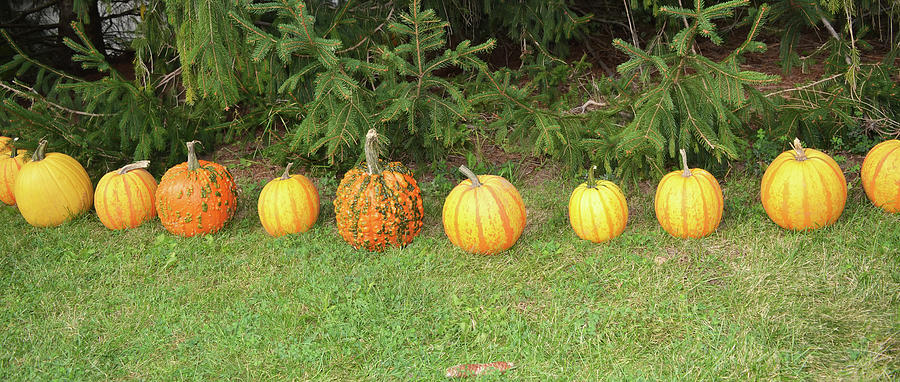 Row of Pumpkins Photograph by Aimee L Maher ALM GALLERY