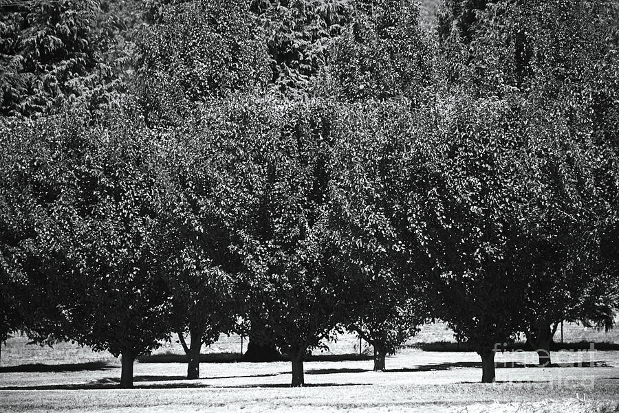 Row Of Trees Photograph by Joy Watson