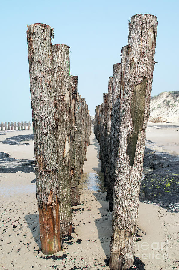 Row of wooden stakes Photograph by Bryan Attewell