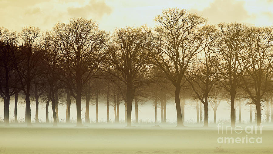 Row Trees In A Low-hanging Mist Photograph