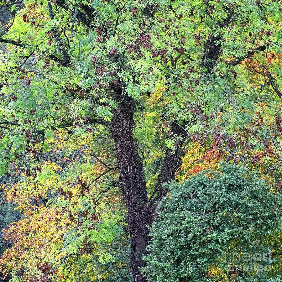 Rowan Tree With Autumn Colours Photograph by Philip Preston