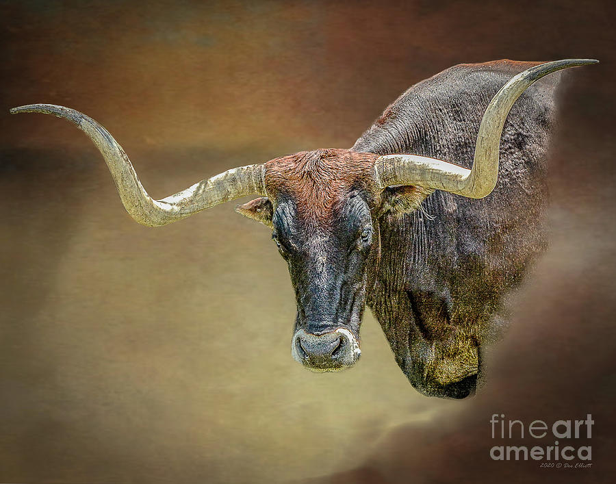 Rowdy Photograph by Dee Elliott Fine Art America