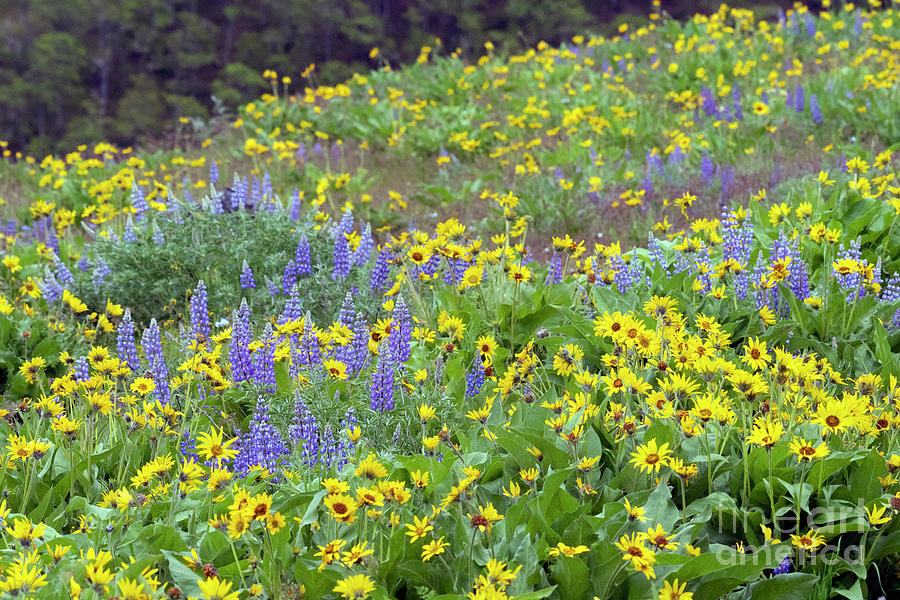 Rowena Wildflowers Photograph by Kristine Anderson