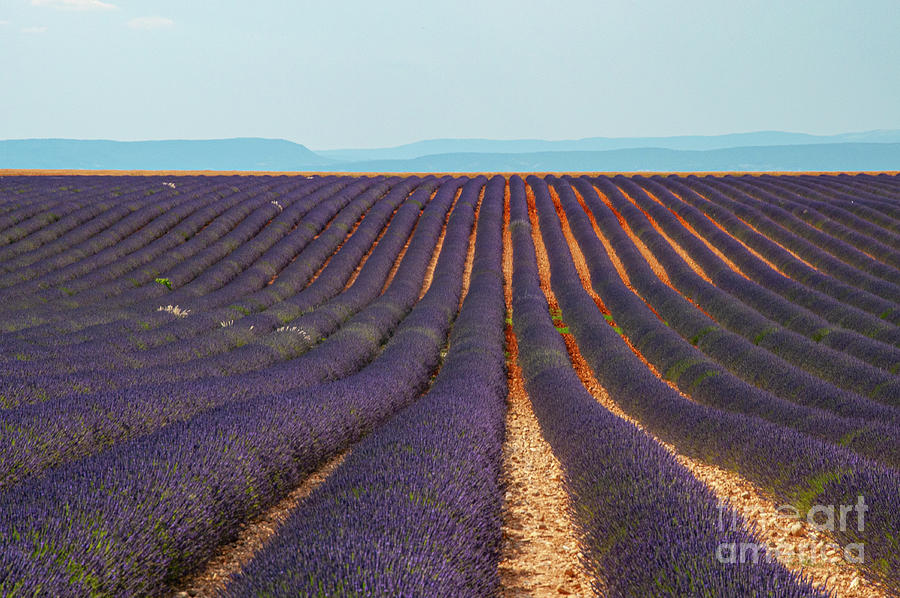 Rows and Rows of Lavender in Saignon Photograph by Bob Phillips