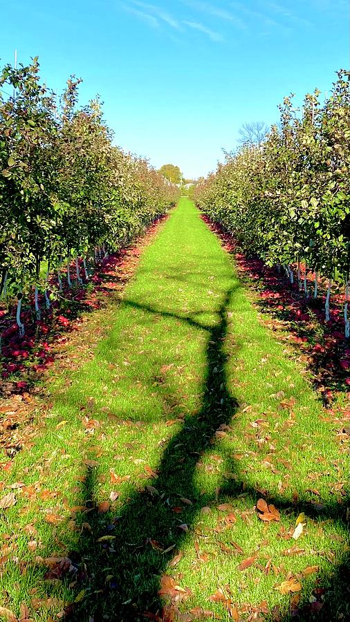 Rows Of Apple Trees With A Long Shadow Photograph