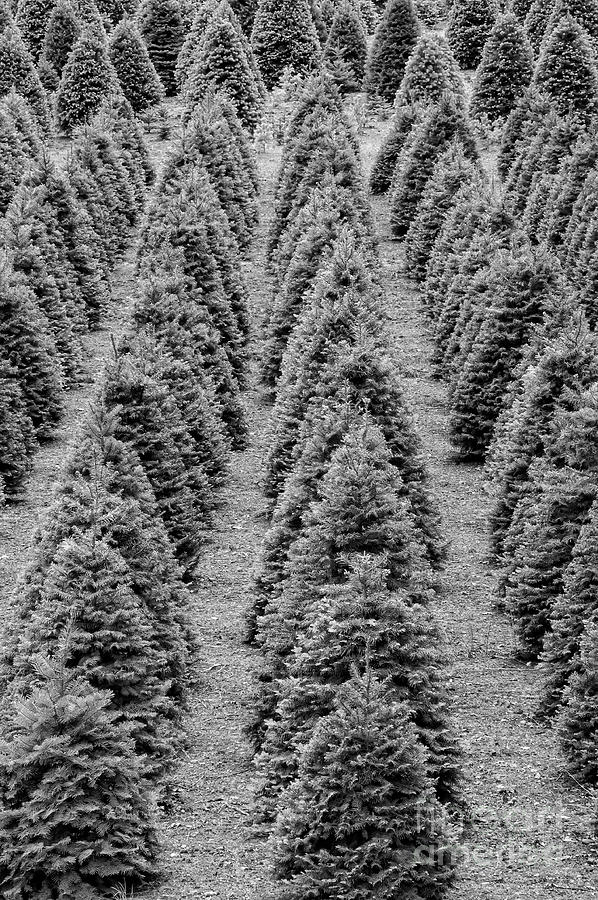 Rows of Christmas Trees 2 Photograph by Bob Phillips
