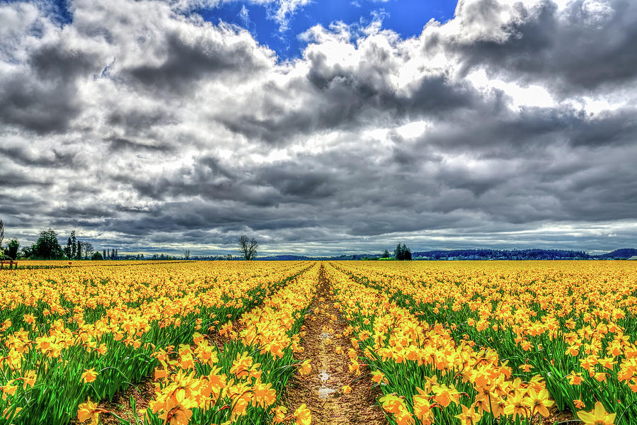 Rows of Daffodils Photograph by Spencer McDonald